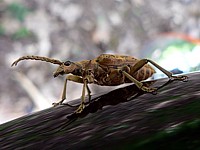 rhagie, rhagium sycophantum