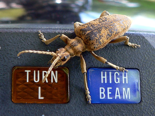 Rhagie - rhagium sycophantum