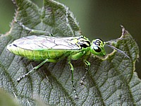 Rhogogaster punctulata