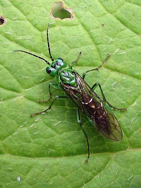 Rhogogaster viridis