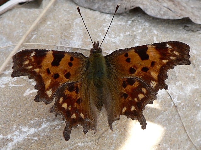 Robert le diable - polygonia c-album