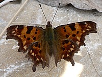 Robert le diable ou Gamma, polygonia c-album