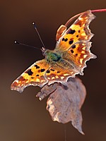 Robert le diable ou Gamma, polygonia c-album