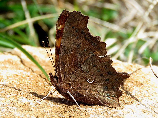 Robert le diable - polygonia c-album