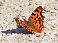 Robert le diable ou Gamma, polygonia c-album