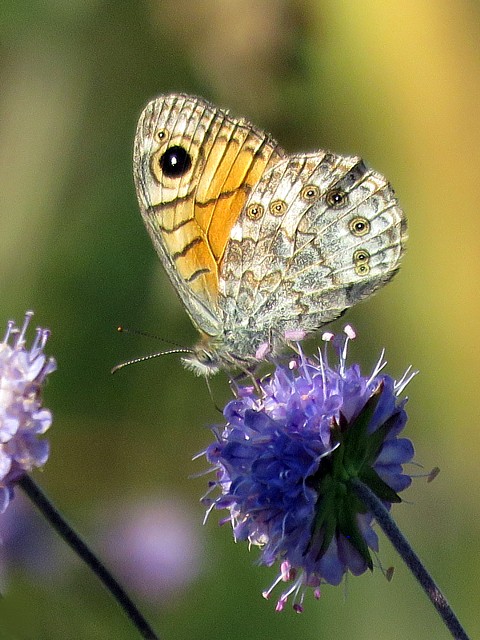 Belle dame