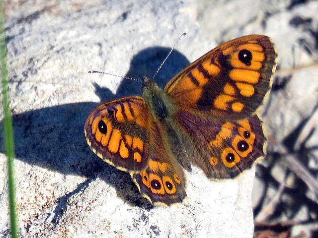 Satyre, lasiommata megera