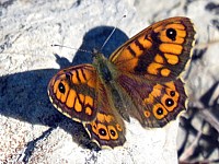 Satyre