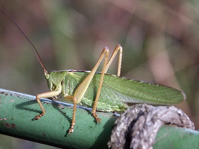 Grande sauterelle, tettigonia viridissima
