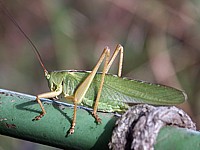 Grande sauterelle verte, tettigonia viridissima
