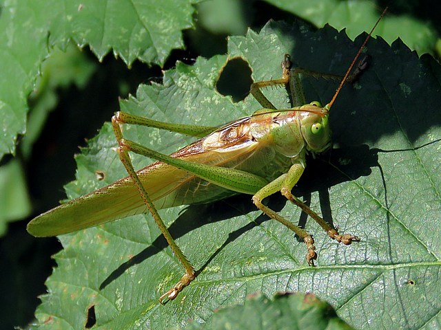 Grande sauterelle, tettigonia viridissima