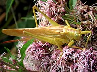 Grande sauterelle verte, tettigonia viridissima