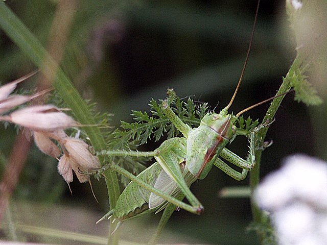 Jeune sauterelle, tettigona viridissima