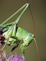 Portrait de grande sauterelle