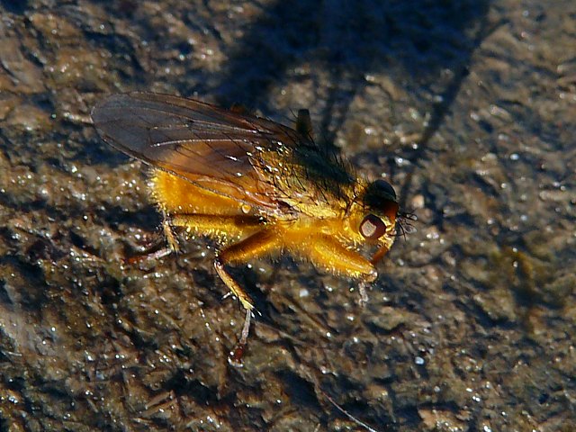 Scatophage du fumier, scatophaga stercoraria