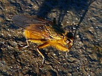 Scatophage du fumier, scatophaga stercoraria