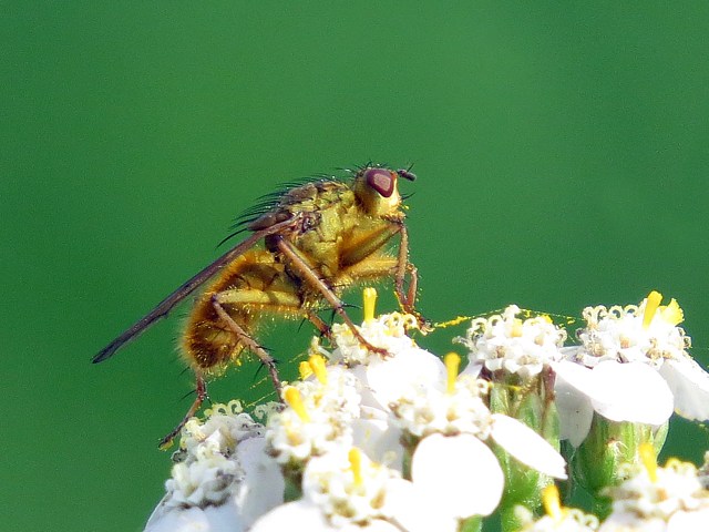 Scatophage du fumier