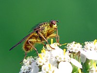 Scatophage du fumier
