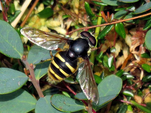 Sericomyia silentis