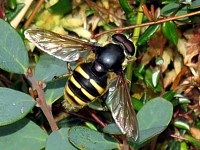 Sericomyia silentis