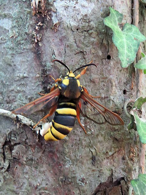 Ssie apiforme, ssie frelon, sesia apiformis