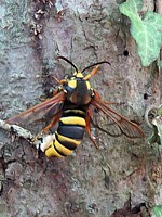 Sésie apiforme, sesia apiformis