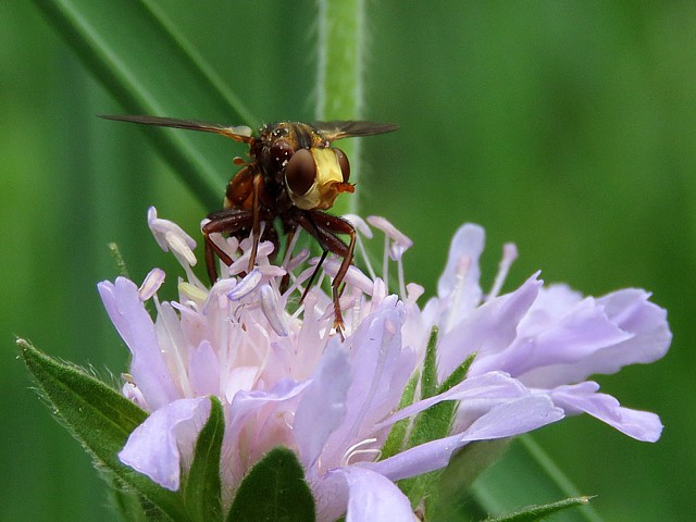 Sice ferrugineux, sicus ferrugineus