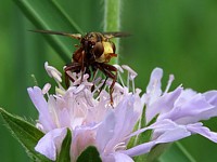 Sice ferrugineux, sicus ferrugineus