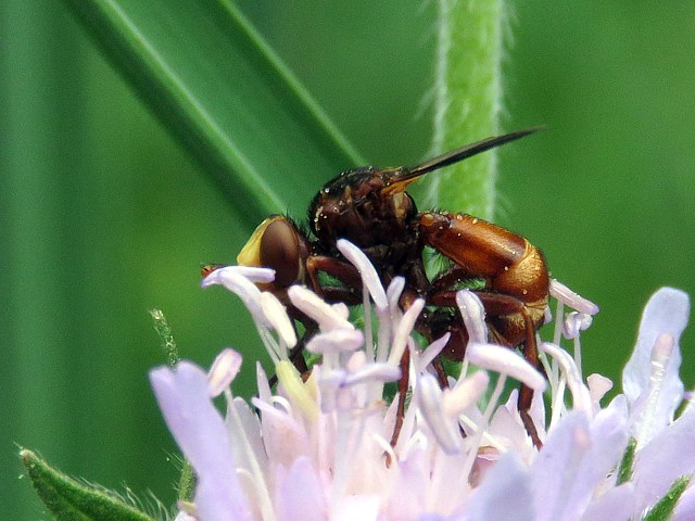 Sice ferrugineux, sicus ferrugineus