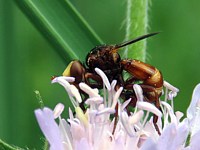 Sice ferrugineux, sicus ferrugineus
