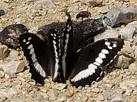Silènes, brintesis circe