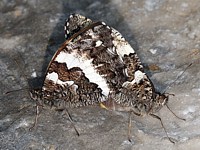 Accouplement de silènes