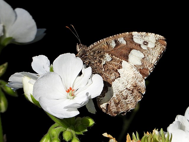 Silne sur une fleur