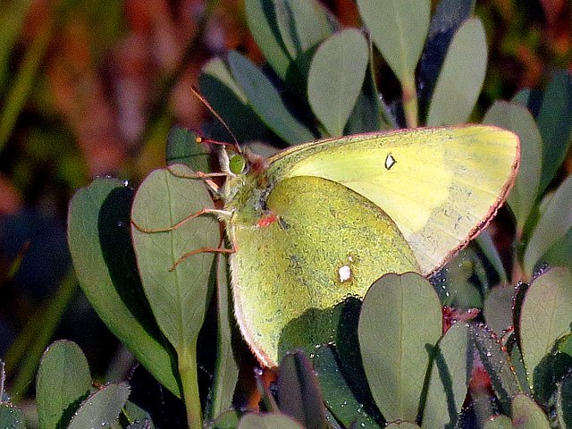 Solitaire, colias palaeno