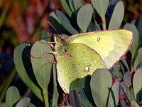Solitaire, colias palaeno