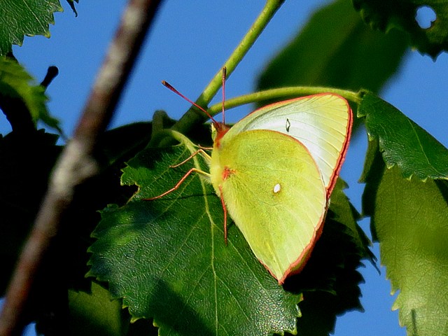 Solitaire, colias palaeno