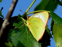 Solitaire, colias palaeno