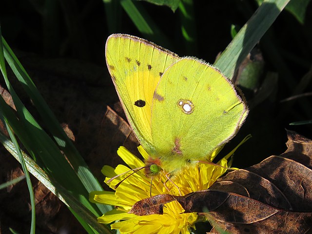 Souci, colias croceus