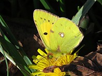 Souci, colias croceus
