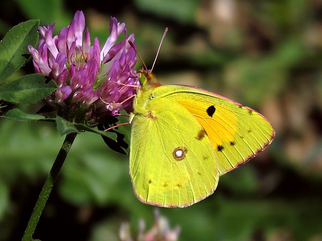 Souci, colias croceus