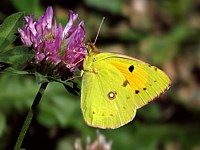 Souci, colias croceus