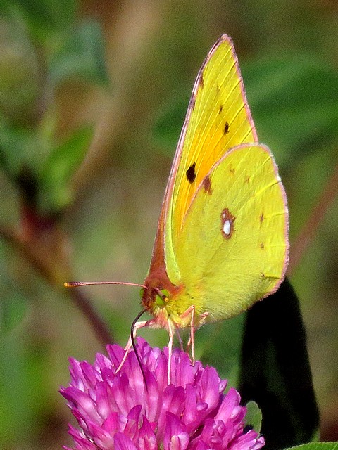 Souci, papillon