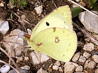 Soufré, colias hyale
