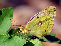 Fluoré, colias alfacariensis