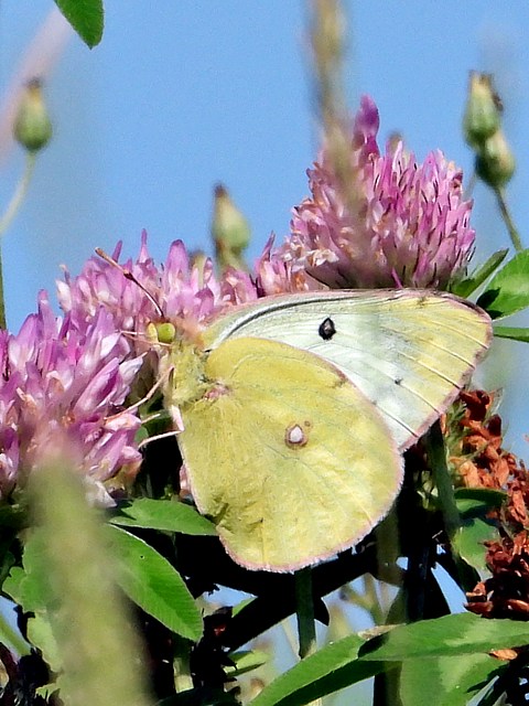 Soufré, colias hyale