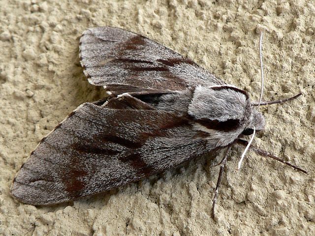 Sphinx du pin - sphinx pinastri