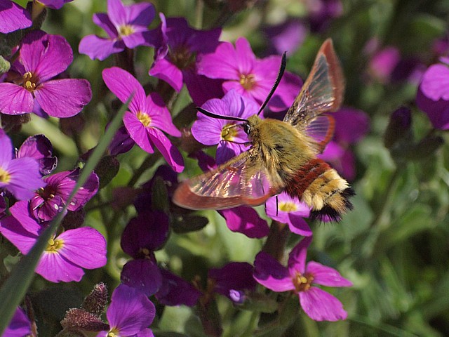 sphinx-gaz, hemaris fuciformis