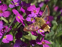 Sphinx-gazé, hemaris fuciformis