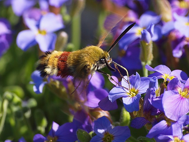 sphinx-gaz, hemaris fuciformis