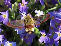 Sphinx-gazé, hemaris fuciformis
